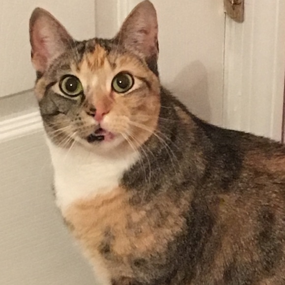 Meet your Posher, Olivia - Picture 5 of 9